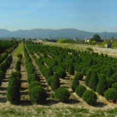 Produzione in pieno campo